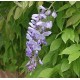 Wisteria Glicynia (Wisteria Sinensis) 1 roczne sadzonki