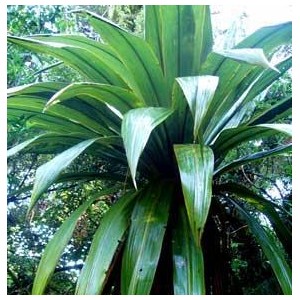 Kordylina, Kapuściane Drzewo (Cordyline Indivisa) 3 nasiona